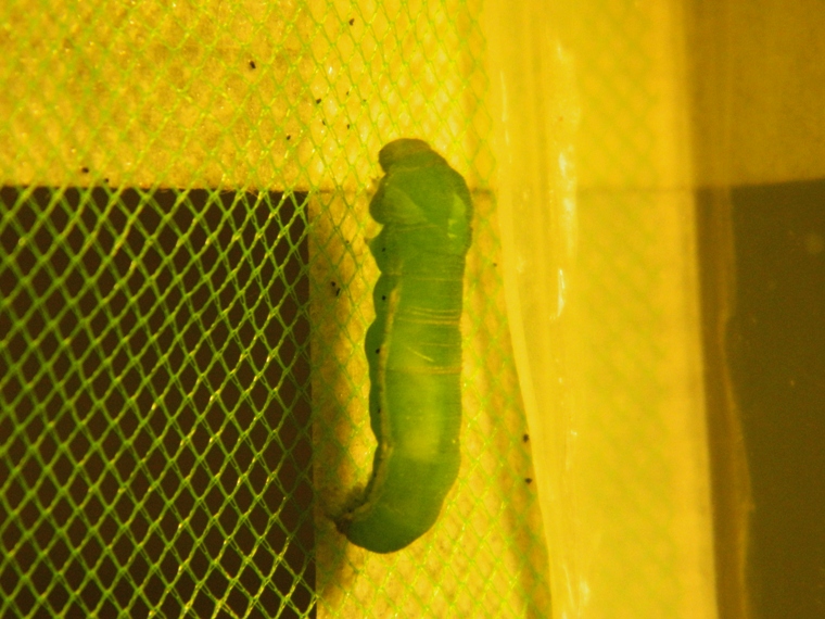 Colias crocea e uova